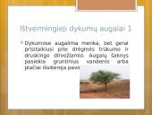 Gyvenimas dykumoje skaidrės 7 puslapis