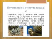 Gyvenimas dykumoje skaidrės 8 puslapis