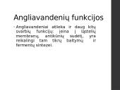 Angliavandenių apykaita ir jos reguliavimas 4 puslapis