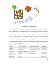 Celiuliozę skaidantys mikroorganizmai 3 puslapis