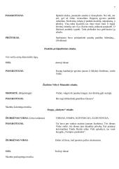 Scenarijus: "Žiurkėno Vido istorijos" 7 puslapis