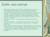 Lietuvių kalbos įdomybės 15 puslapis