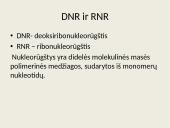 Nukleorūgštys - DNR ir RNR 2 puslapis