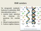 Nukleorūgštys - DNR ir RNR 11 puslapis