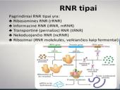 Nukleorūgštys - DNR ir RNR 12 puslapis
