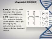 Nukleorūgštys - DNR ir RNR 13 puslapis