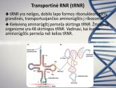 Nukleorūgštys - DNR ir RNR 14 puslapis