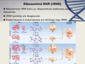 Nukleorūgštys - DNR ir RNR 15 puslapis