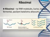 Nukleorūgštys - DNR ir RNR 16 puslapis