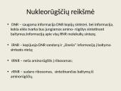 Nukleorūgštys - DNR ir RNR 17 puslapis