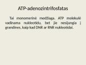 Nukleorūgštys - DNR ir RNR 18 puslapis