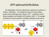 Nukleorūgštys - DNR ir RNR 19 puslapis