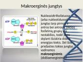 Nukleorūgštys - DNR ir RNR 20 puslapis