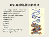 Nukleorūgštys - DNR ir RNR 3 puslapis