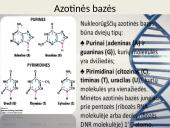 Nukleorūgštys - DNR ir RNR 4 puslapis