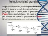 Nukleorūgštys - DNR ir RNR 6 puslapis