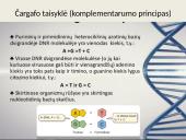 Nukleorūgštys - DNR ir RNR 7 puslapis