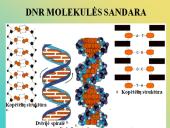 Nukleorūgštys - DNR ir RNR 8 puslapis
