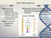 Nukleorūgštys - DNR ir RNR 10 puslapis