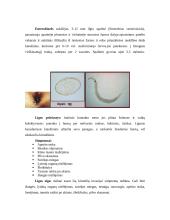 Antihelmintiniai preparatai 8 puslapis