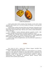 Brangakmeniai ir jų istorija 15 puslapis