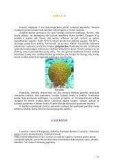 Brangakmeniai ir jų istorija 17 puslapis