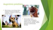 Augintinių šeimininkų pareigos 4 puslapis