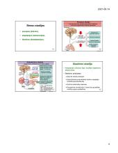 Fiziologija, hormonai 18 puslapis