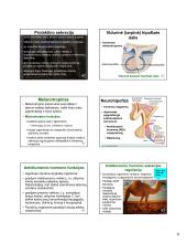 Fiziologija, hormonai 10 puslapis