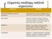 Gausybė reikalingų maisto medžiagų 5 puslapis