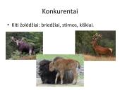 Stumbro ekologinė niša 4 puslapis