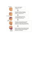 Širdies susitraukimai ir virškinimo fiziologija 2 puslapis