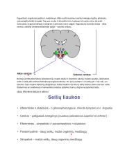 Širdies susitraukimai ir virškinimo fiziologija 11 puslapis