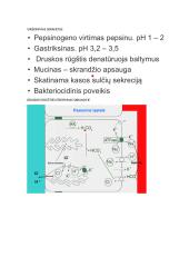 Širdies susitraukimai ir virškinimo fiziologija 13 puslapis