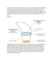 Širdies susitraukimai ir virškinimo fiziologija 16 puslapis