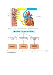 Širdies susitraukimai ir virškinimo fiziologija 6 puslapis