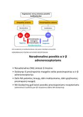 Širdies susitraukimai ir virškinimo fiziologija 7 puslapis