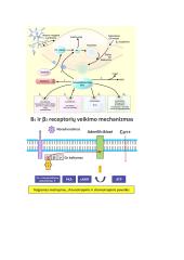 Širdies susitraukimai ir virškinimo fiziologija 8 puslapis