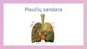 ﻿Dujų apykaita plaučiuose ir audiniuose 5 puslapis