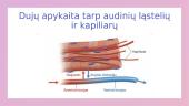 ﻿Dujų apykaita plaučiuose ir audiniuose 7 puslapis