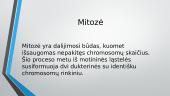 Mitozė ir mejozė 2 puslapis