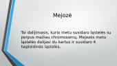 Mitozė ir mejozė 6 puslapis