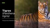 Tigras (Panthera tigris)