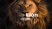 Everything to know about lions