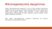 Augalai ir augalų dauginimasis 4 puslapis