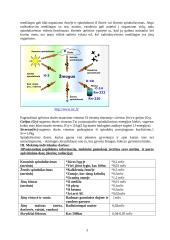 Kultūros „radiacija“ ir radiacijos „kultūra“ 3 puslapis