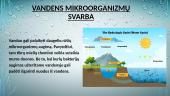 Vandens mikroorganizmai 2 puslapis