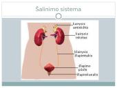 Šalinimas ir inkstai 5 puslapis