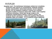 Krūmynų gyvūnija ir augalija 6 puslapis