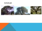 Krūmynų gyvūnija ir augalija 7 puslapis